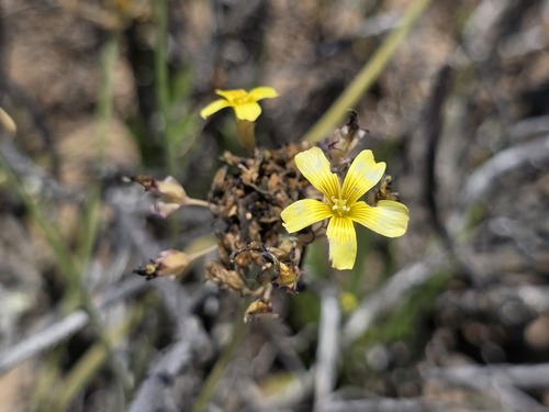 Oxalis tortuosa (Oxalis tortuosa)