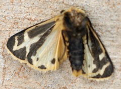 Apantesis carlotta