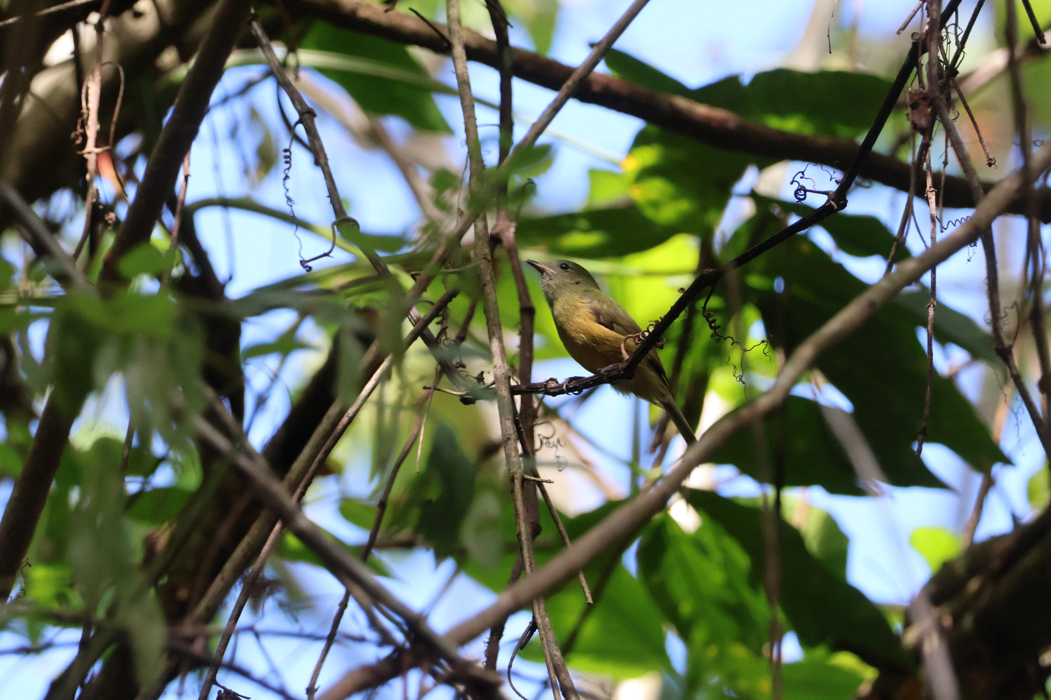 Ochre-bellied Flycatcher (Mionectes oleagineus), photo 2