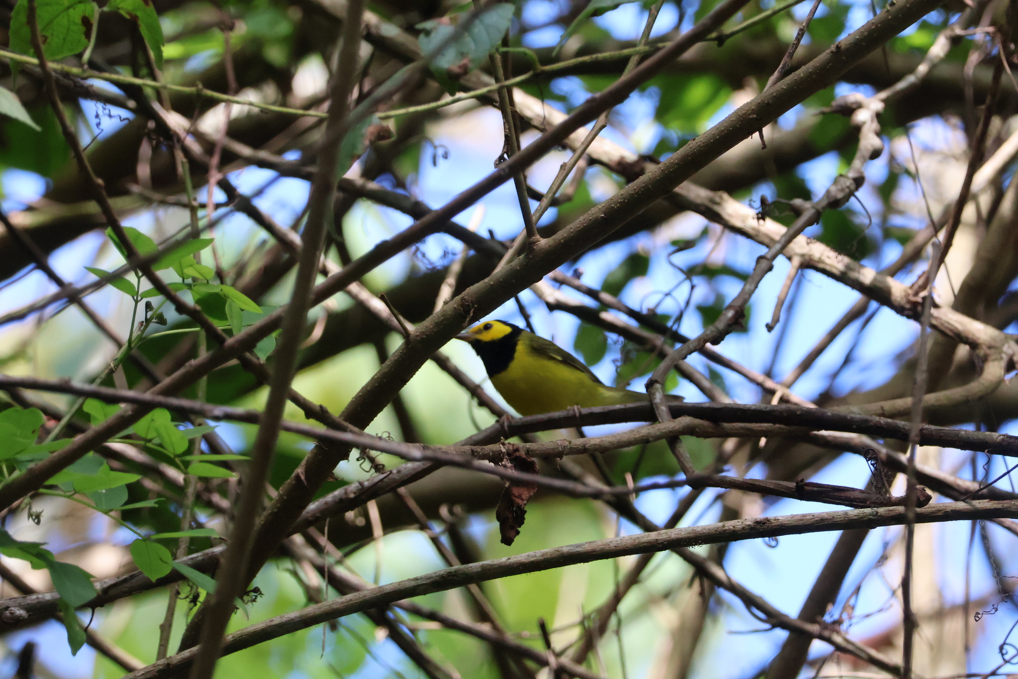 Hooded Warbler (Setophaga citrina), photo 6