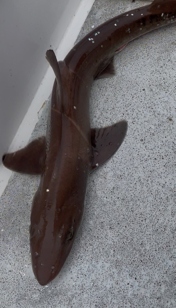 Brown smooth hound (Mustelus henlei) — Triakidae