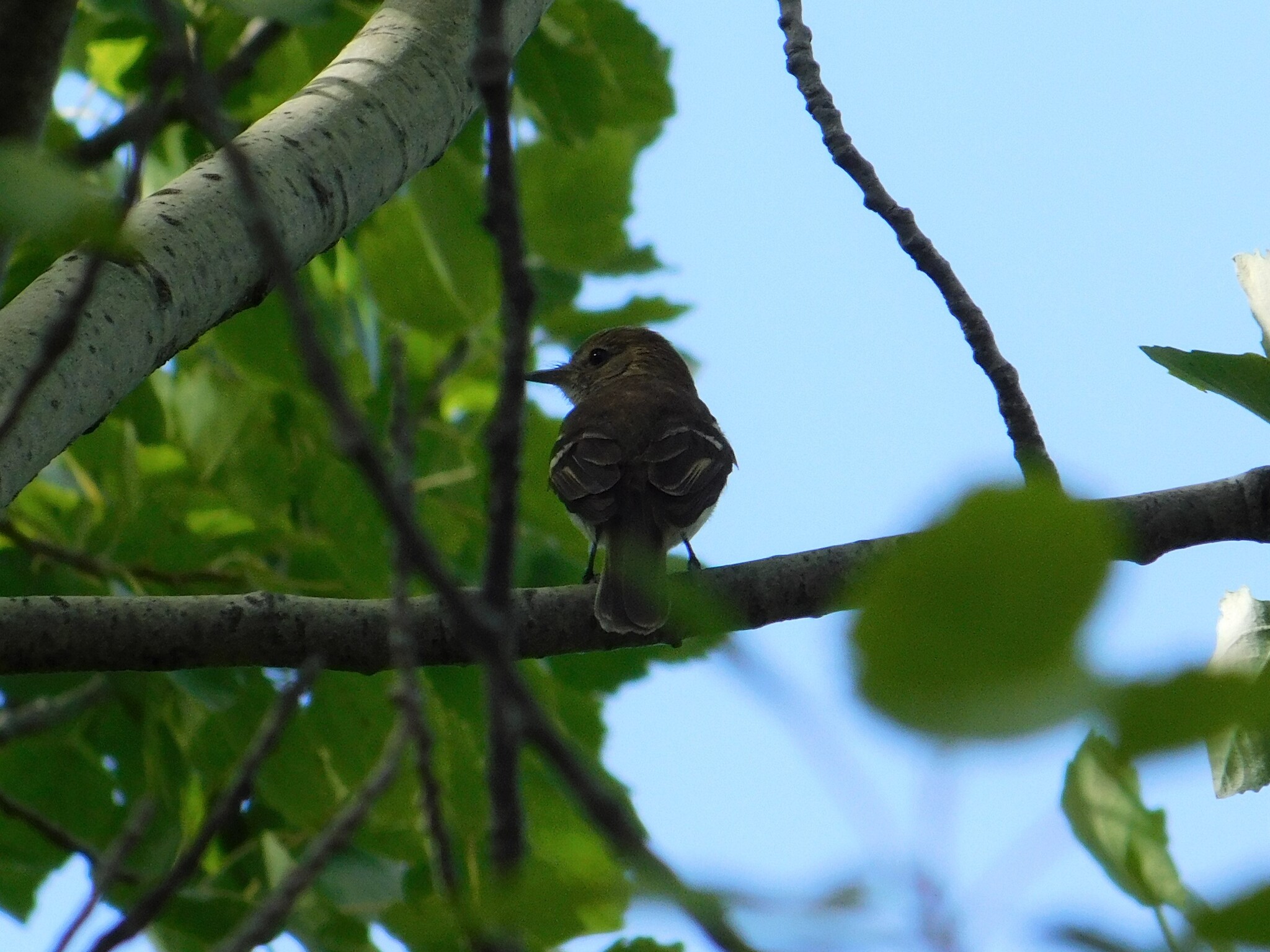 Bran-colored Flycatcher (Myiophobus fasciatus), photo 9