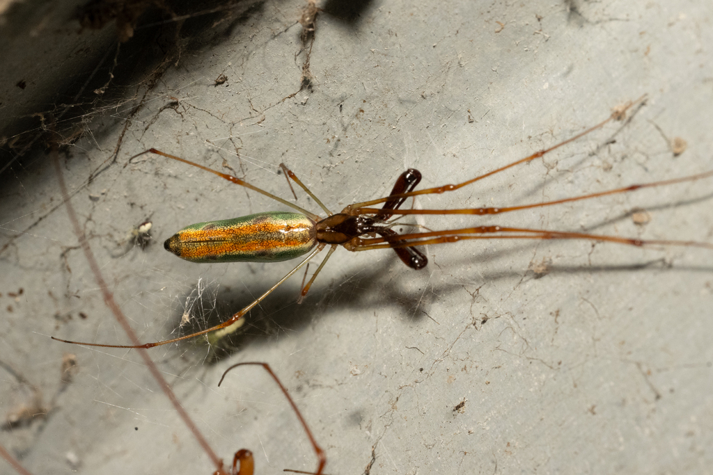 Tetragnatha viridorufa