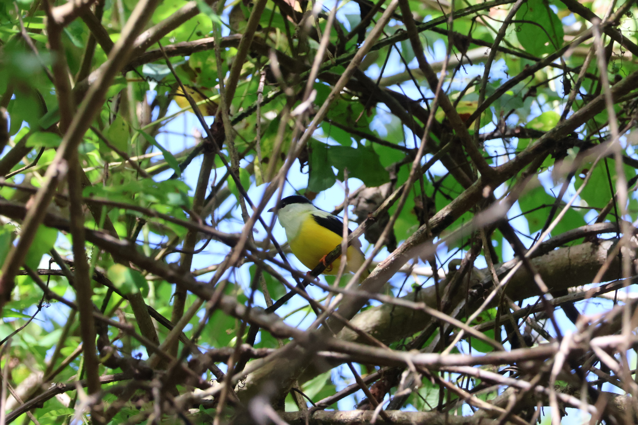 White-collared Manakin (Manacus candei), photo 4