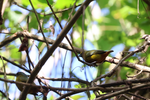 Olive-backed Euphonia (Euphonia gouldi)