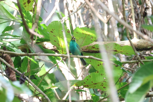 Green Honeycreeper (Chlorophanes spiza), photo 4