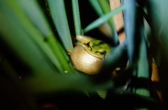 Chinese Immaculate Treefrog photo 2