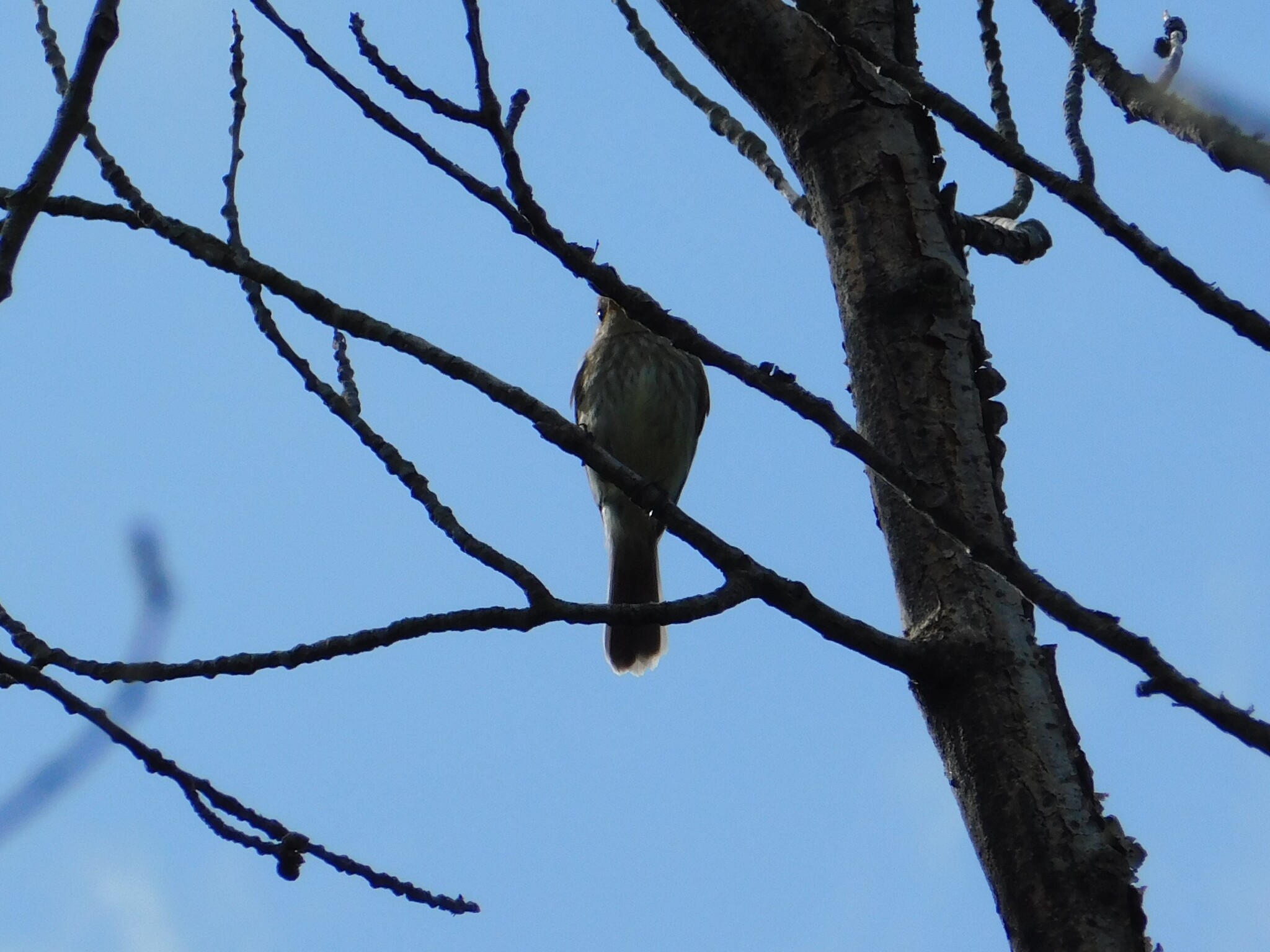 Bran-colored Flycatcher (Myiophobus fasciatus), photo 10