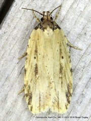 Agonopterix atrodorsella