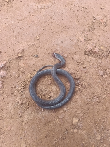 Black False Boa