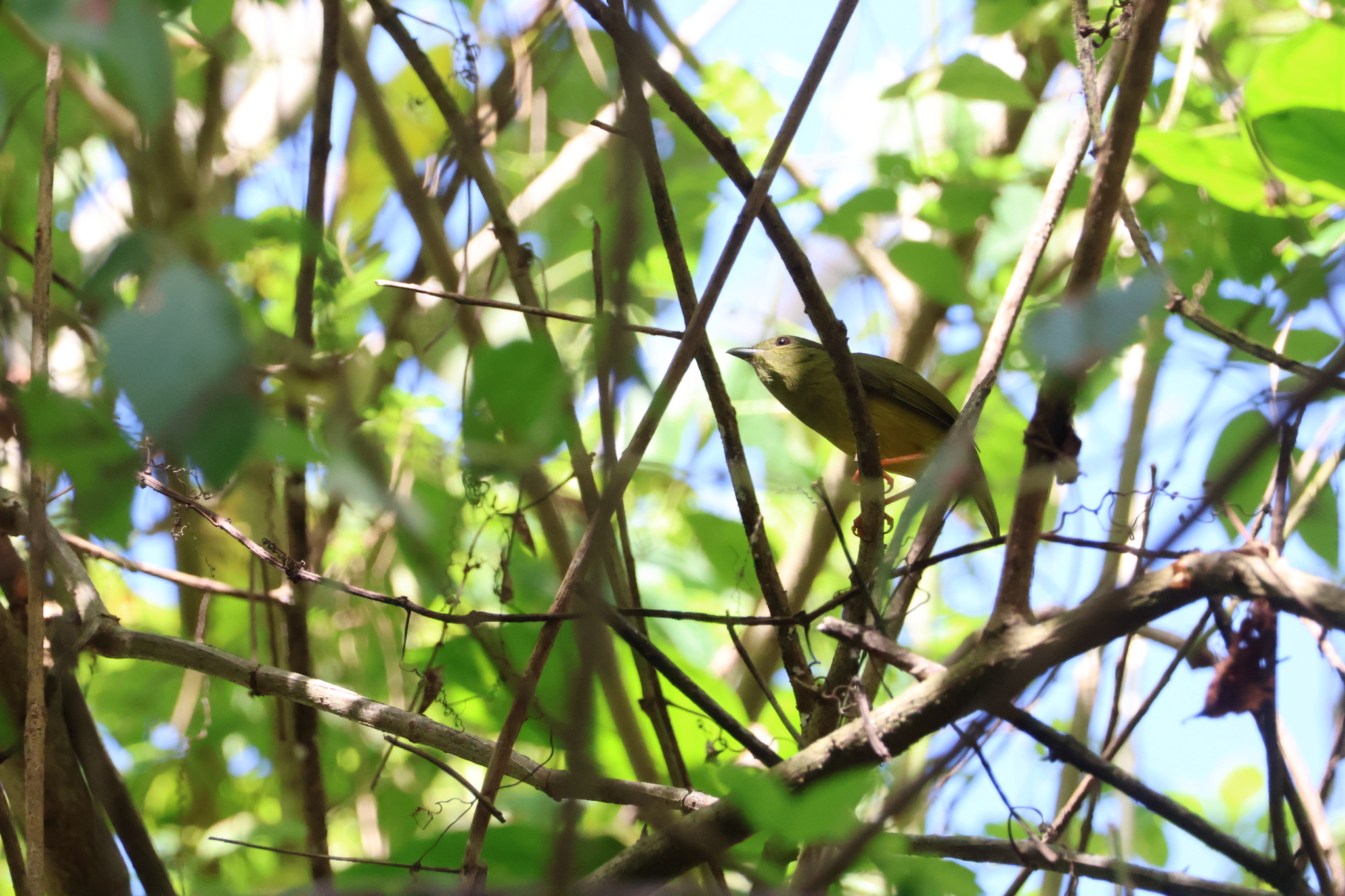 White-collared Manakin (Manacus candei), photo 5