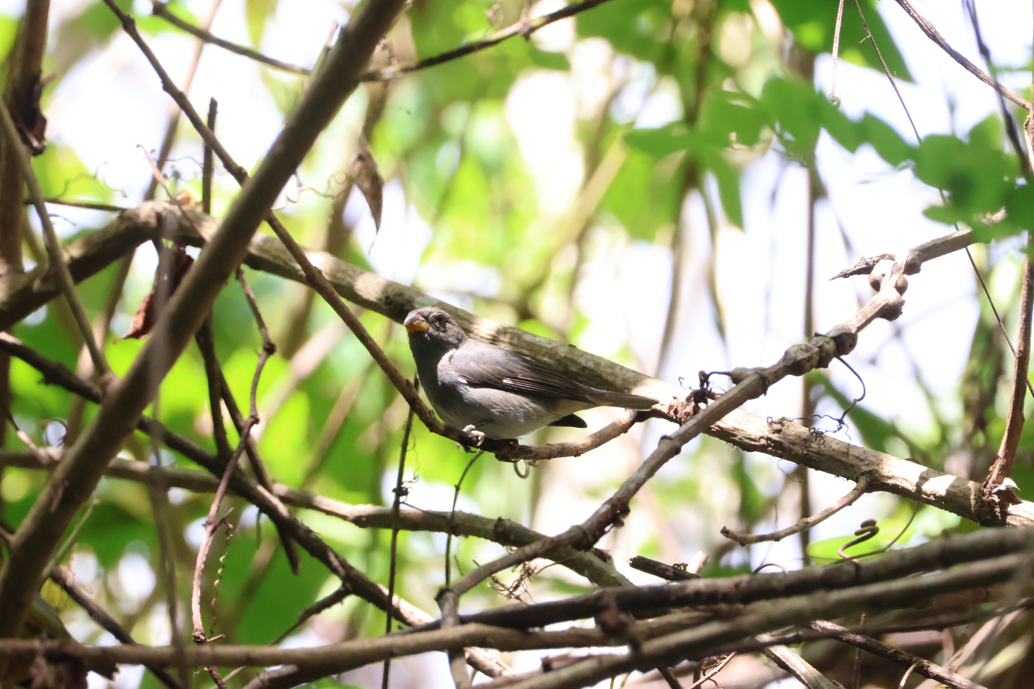 Slate-colored Seedeater (Sporophila schistacea), photo 2