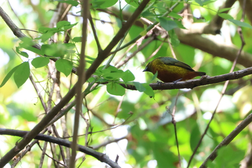 Olive-backed Euphonia (Euphonia gouldi), photo 2