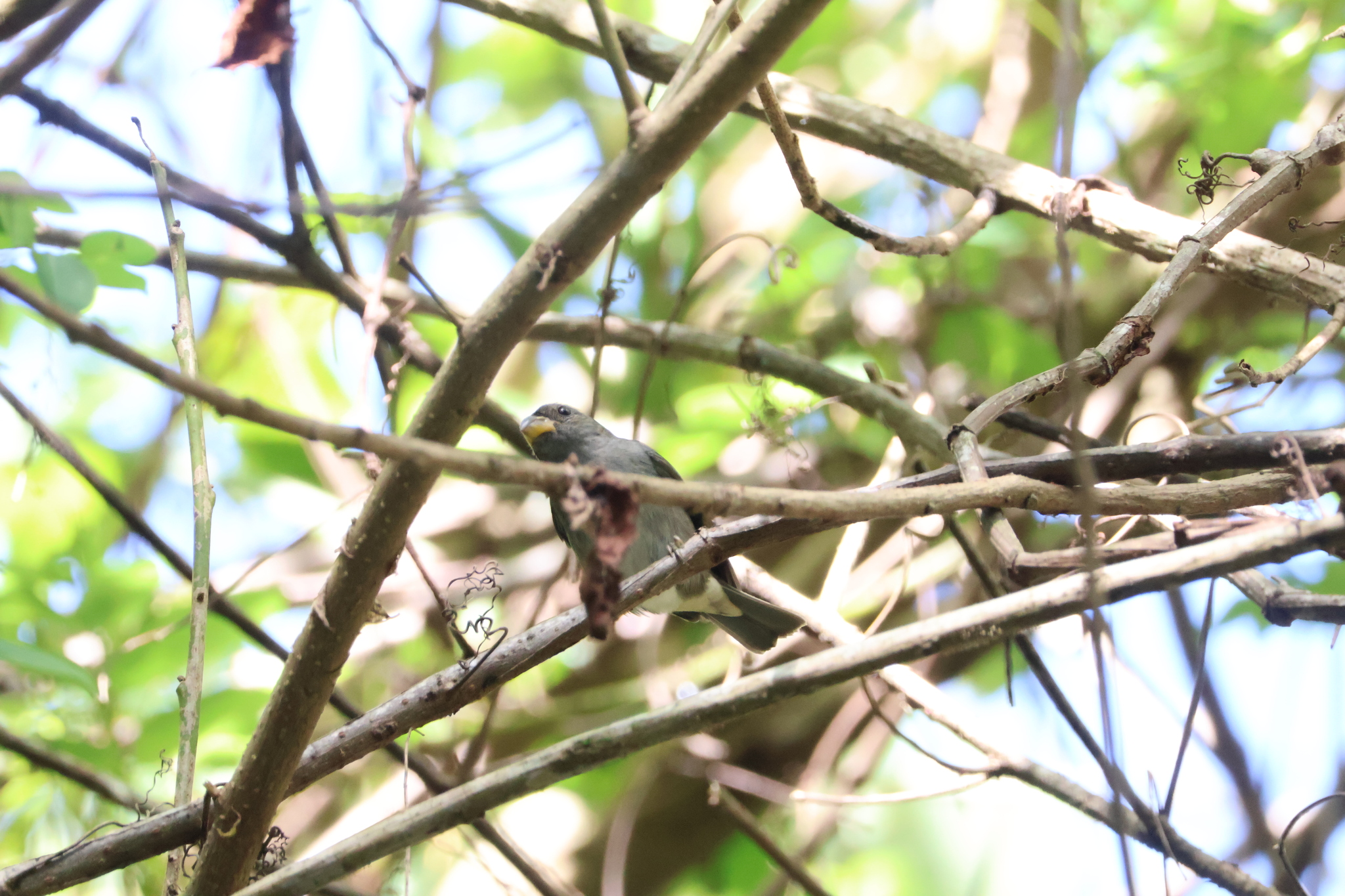 Slate-colored Seedeater (Sporophila schistacea), photo 3