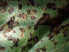 Puccinia plagianthi