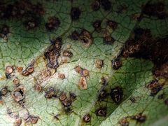 Puccinia plagianthi