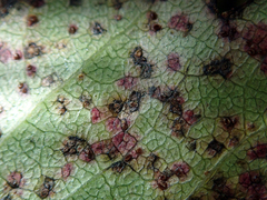 Puccinia plagianthi