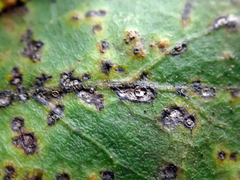 Puccinia plagianthi