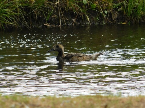 Chiloe Wigeon (Mareca sibilatrix), photo 5