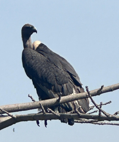 White-rumped Vulture