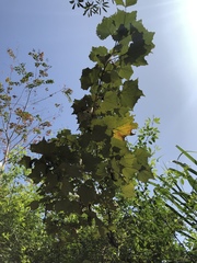 Mallotus paniculatus formosanus
