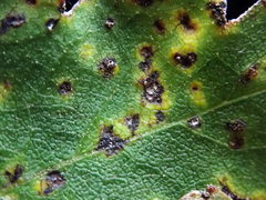 Puccinia plagianthi
