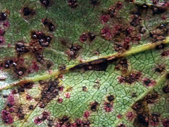 Puccinia plagianthi