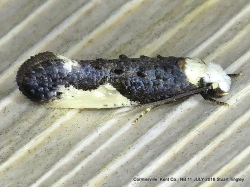 White-blotched Clothes Moth, photo 2 of 10