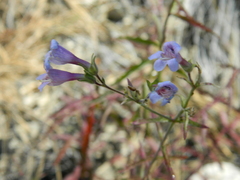 Penstemon diphyllus