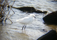 Egretta thula