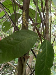 Gnetum