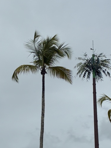 coconut palm