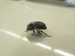 Celibe