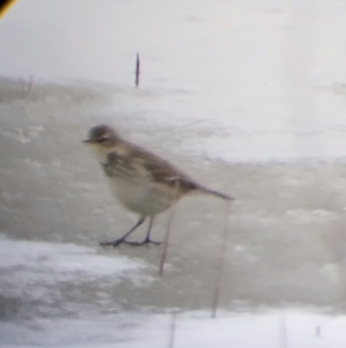Water Pipit