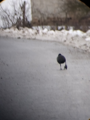 Eurasian Coot
