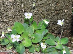 Viola diffusa