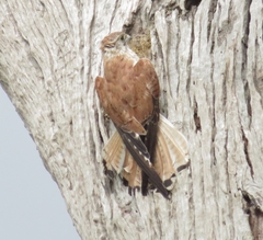 Falco cenchroides cenchroides