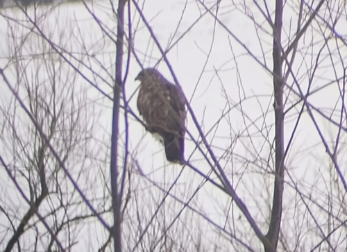 Common Buzzard