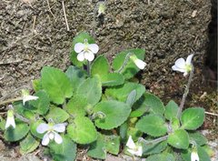 Viola diffusa