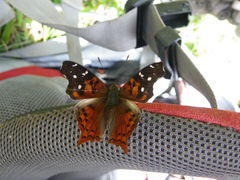 Hypanartia kefersteini