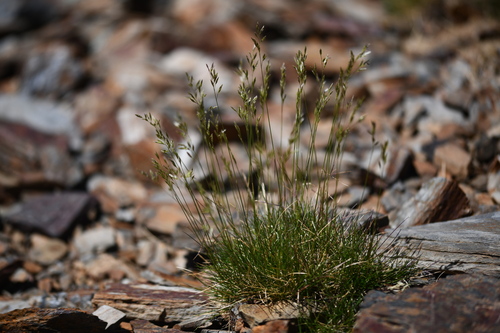 Tufted fescue (Festuca airoides)