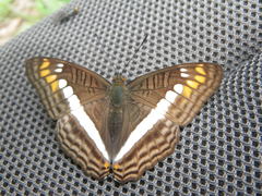 Adelpha alala
