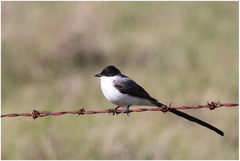 Tyrannus savana