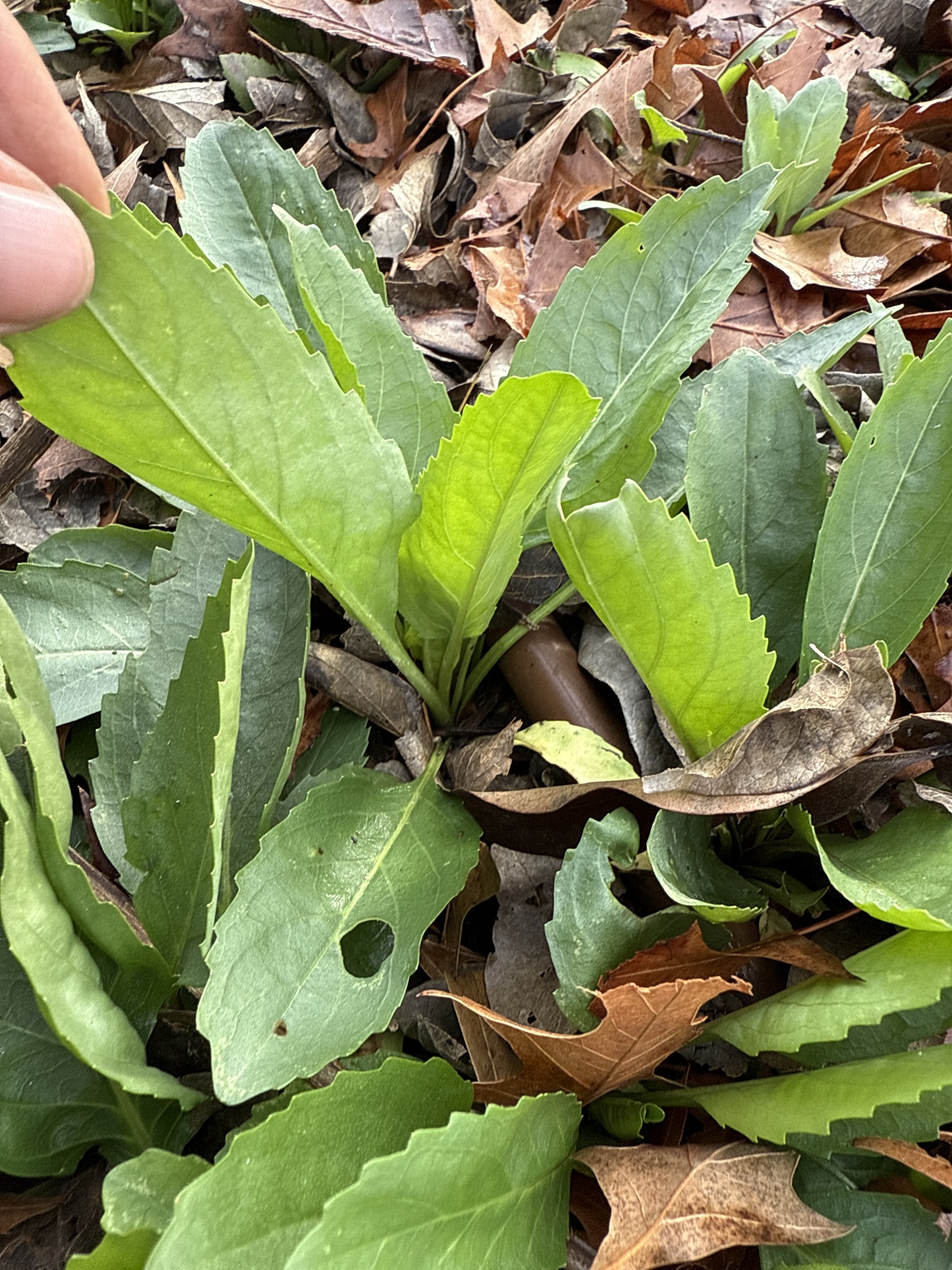 Řetězovka Bouquet Rose — foto