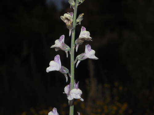 Linaria repens (L.) Mill.