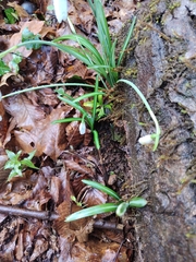 Galanthus reginae-olgae, photograph (c) mrsnowdrop, some rights reserved (CC BY)