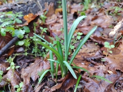 Galanthus reginae-olgae, photograph (c) mrsnowdrop, some rights reserved (CC BY)