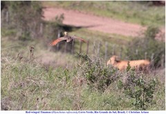 Rhynchotus rufescens