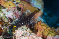 Pictus Blenny photo 1