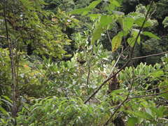 Psarocolius atrovirens